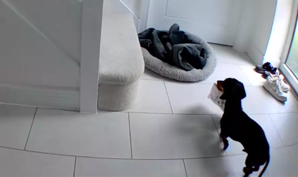 Meglátja a nő a kamerán, mit csinál a tacskója otthon és pánikolva rohan haza - Videó