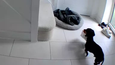 Meglátja a nő a kamerán, mit csinál a tacskója otthon és pánikolva rohan haza - Videó