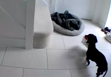 Meglátja a nő a kamerán, mit csinál a tacskója otthon és pánikolva rohan haza - Videó