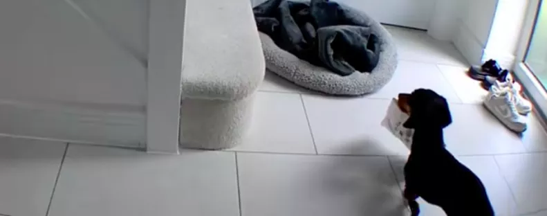 Meglátja a nő a kamerán, mit csinál a tacskója otthon és pánikolva rohan haza - Videó