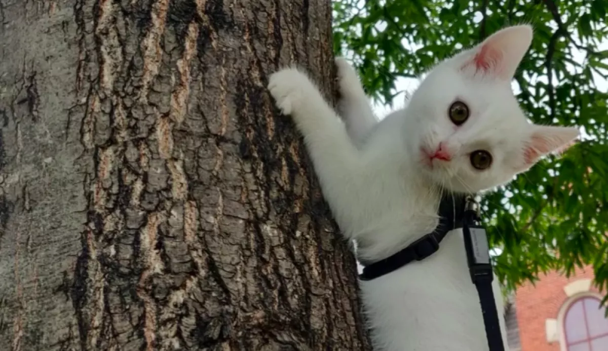 A sürgősségire rohan a nő a beteg macskával: amikor meglátják a röntgenképet, síri csend lesz - Fotó