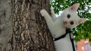 A sürgősségire rohan a nő a beteg macskával: amikor meglátják a röntgenképet, síri csend lesz - Fotó