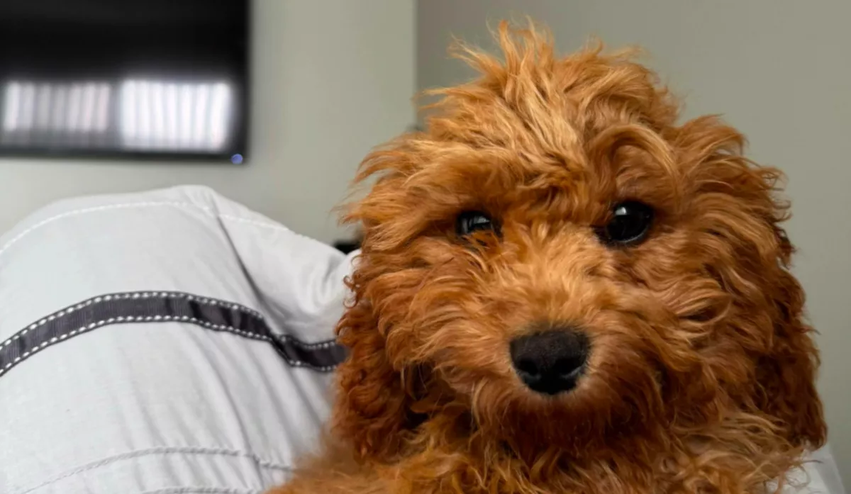 Kozmetikushoz vitte a kutyáját a férfi: amikor érte megy, leesik az álla - Videó