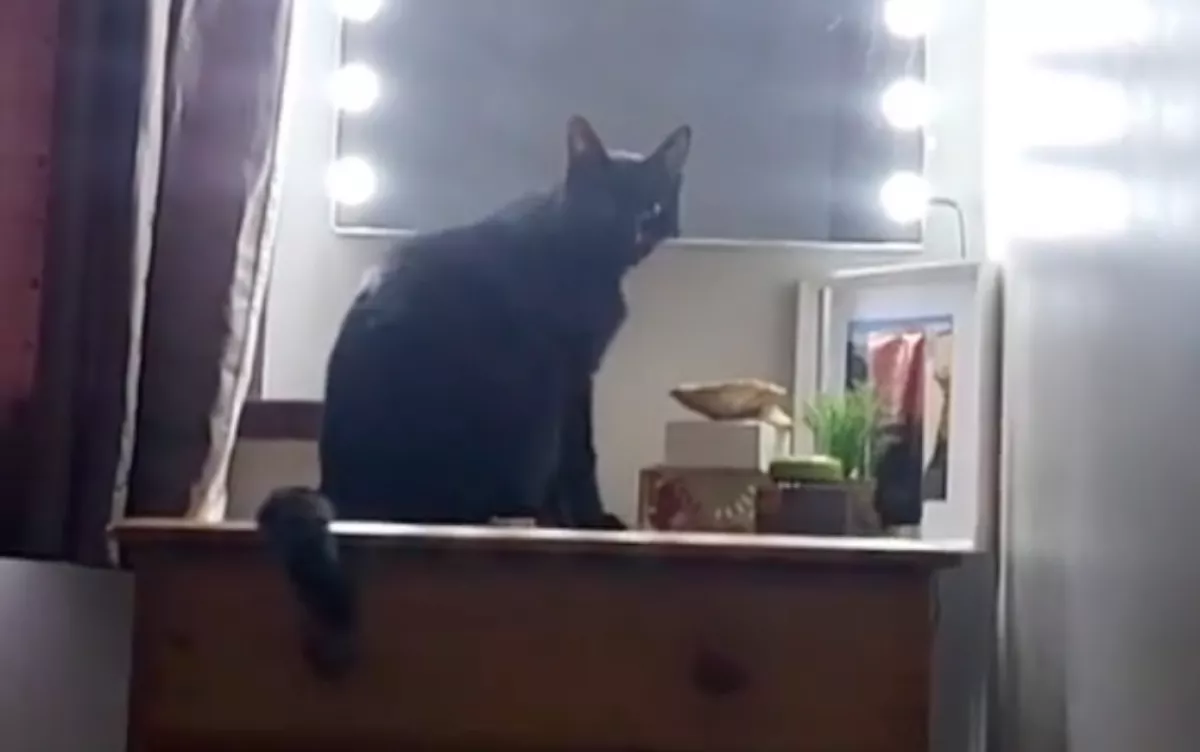 Ahogy ez a macska korán reggel kelti a gazdáját, azon milliók pusztulnak - Videó