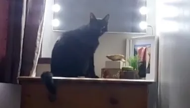 Ahogy ez a macska korán reggel kelti a gazdáját, azon milliók pusztulnak - Videó