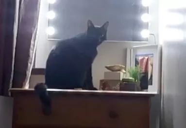 Ahogy ez a macska korán reggel kelti a gazdáját, azon milliók pusztulnak - Videó