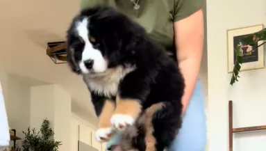 Leteszi a berni pásztor kölyköt a gazdija: amit ezután csinál, attól milliók könnyei potyognak - Videó