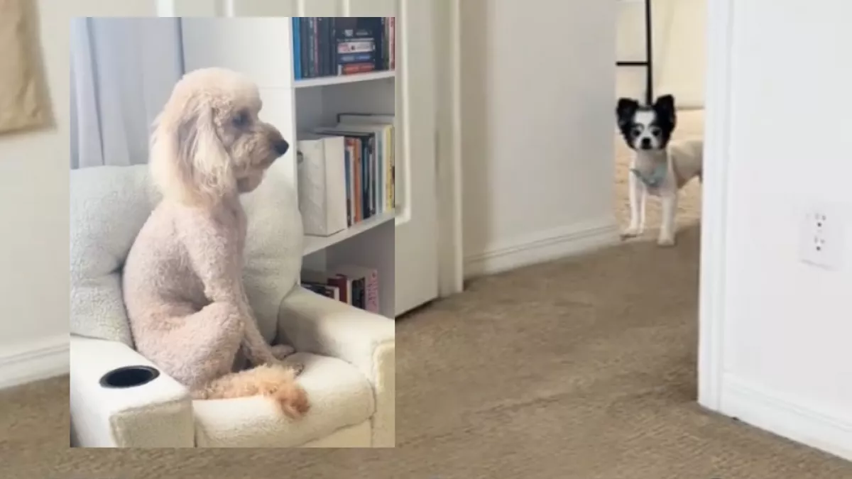 El kell viselnie a kutyának, hogy az ősellensége náluk alszik: a reakciója pusztító - Videó