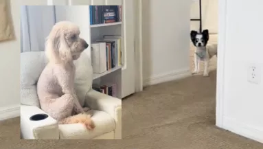 El kell viselnie a kutyának, hogy az ősellensége náluk alszik: a reakciója pusztító - Videó