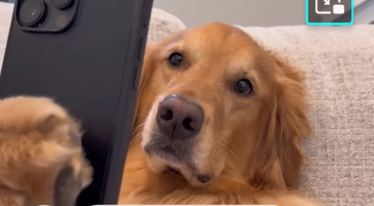 Idegesíti a kutyákat a gazdájuk: a bosszújukon pusztul a világ - Videó