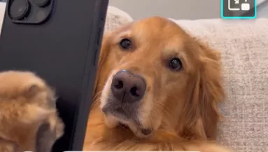 Idegesíti a kutyákat a gazdájuk: a bosszújukon pusztul a világ - Videó