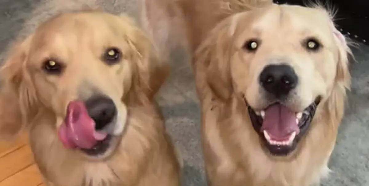 Először hagyja otthon a golden retrievereit a nő: amikor hazaér, jön a csapás - Videó