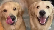 Először hagyja otthon a golden retrievereit a nő: amikor hazaér, jön a csapás - Videó
