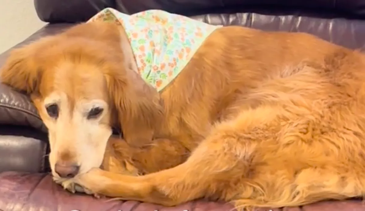 Kölyökkutyát kap az idős kutya ajándékba: a reakciója milliók szívét melengeti meg - Videó