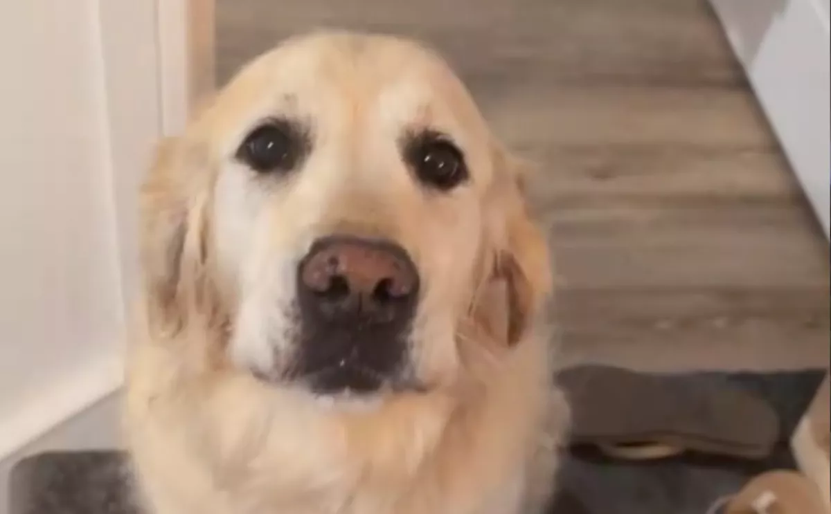 Labdával próbálja fejbe dobni a kutya a macskát: a gazdája kérdésén pusztul a világ - Videó