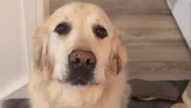 Labdával próbálja fejbe dobni a kutya a macskát: a gazdája kérdésén pusztul a világ - Videó