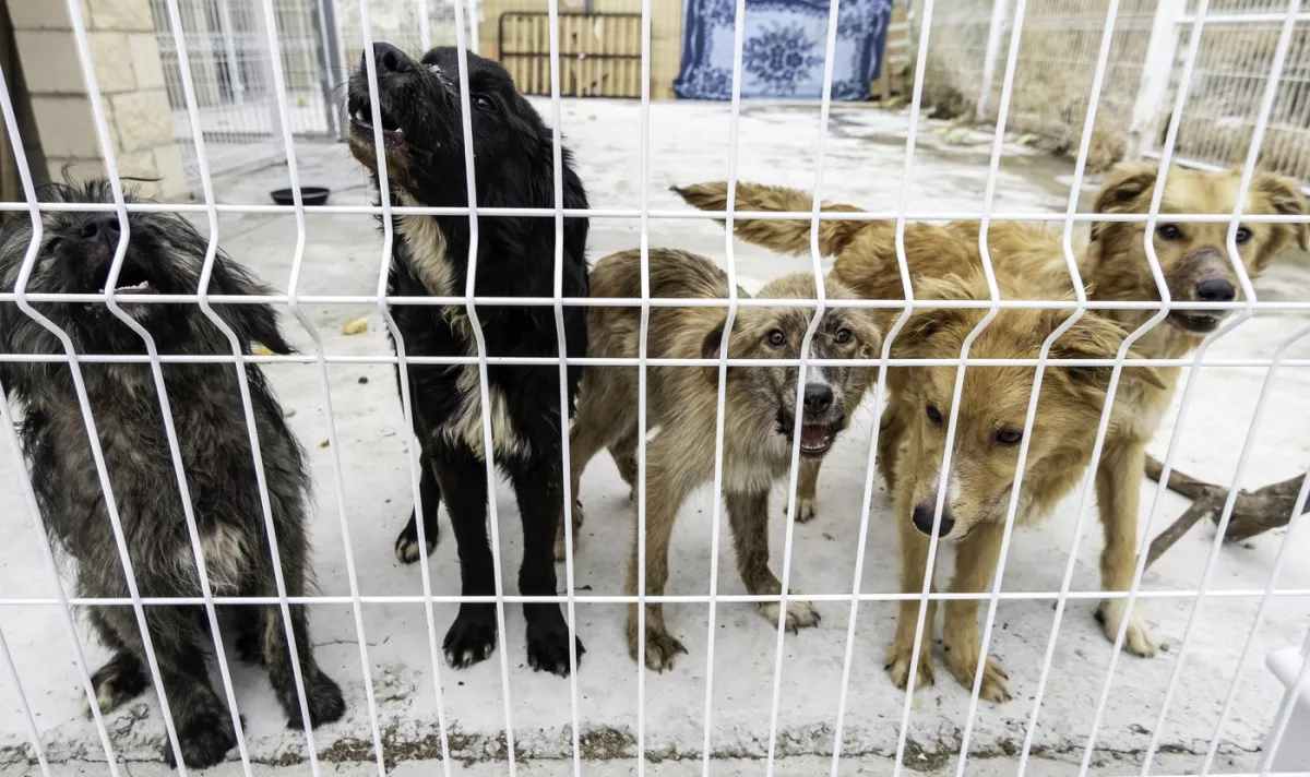 Kutyákkal nőtt fel: elhanyagolta az anyja, csak ugatni tud a kisfiú - Fotók