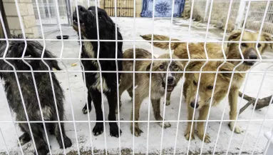 Kutyákkal nőtt fel: elhanyagolta az anyja, csak ugatni tud a kisfiú - Fotók