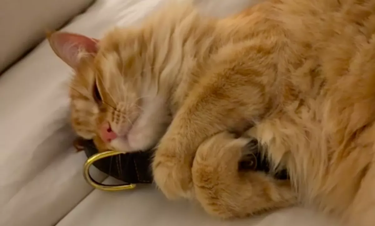 Fél éve halt meg Emma kutyája: amit a macskája azóta tesz, senkit nem hagy hidegen - Videó