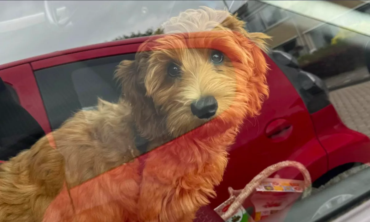 A szüleire bízza a nő a kutyáját: amikor később fotókat küldenek neki, nem hisz a szemének - Fotó