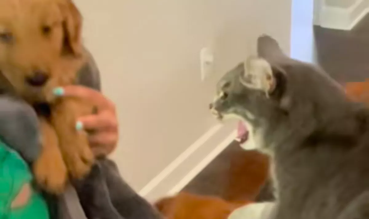 Meg akar szabadulni a macska az új kiskutyától: az idősebb eb reakciója megdobogtatja a szíveket - Videó