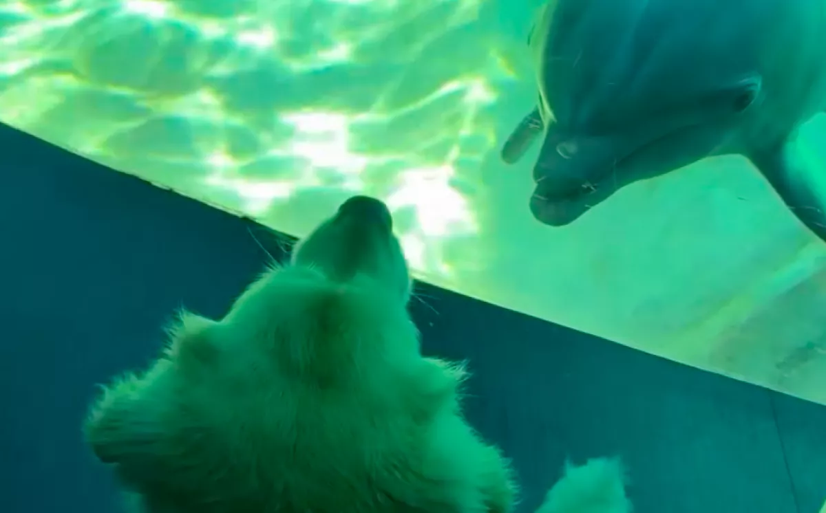 A golden retrieverével ment a nő a tropicariumba: ami a delfinek medencéjénél történt, attól elállt a lélegzete - Videó