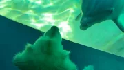 A golden retrieverével ment a nő a tropicariumba: ami a delfinek medencéjénél történt, attól elállt a lélegzete - Videó