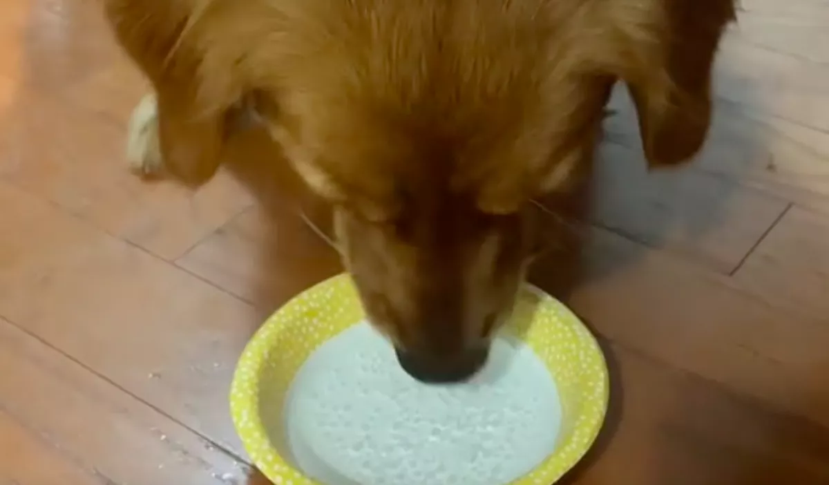 Először iszik szénsavas vizet a golden retriever: a reakciója tízmilliókat ragad el - Videó