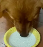 Először iszik szénsavas vizet a golden retriever: a reakciója tízmilliókat ragad el - Videó