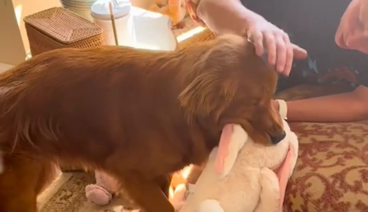 Eltöri a golden retriever a mancsát: amit a nagyi ezután tesz, szíveket olvaszt meg - Videó