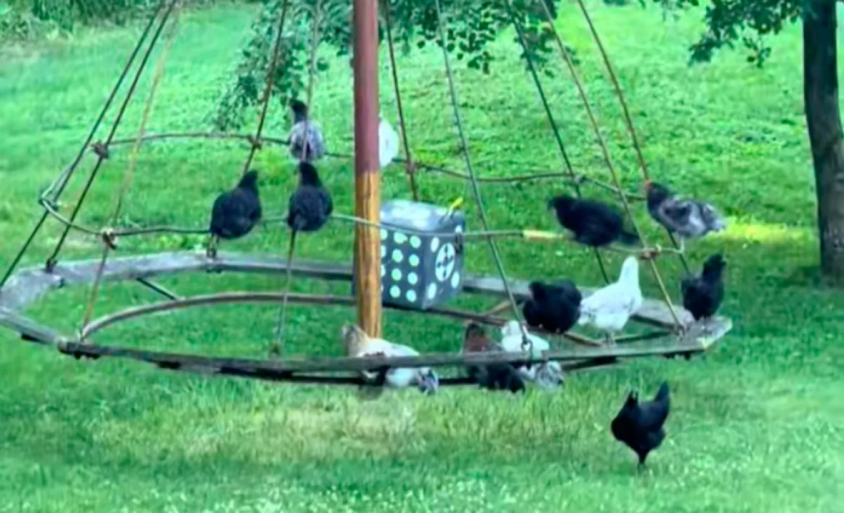 Csak az állatokat filmezi a nő a farmján: amikor jobban megnézi, nem hisz a szemének - Videó