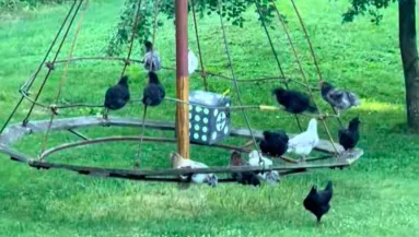 Csak az állatokat filmezi a nő a farmján: amikor jobban megnézi, nem hisz a szemének - Videó