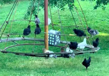 Csak az állatokat filmezi a nő a farmján: amikor jobban megnézi, nem hisz a szemének - Videó