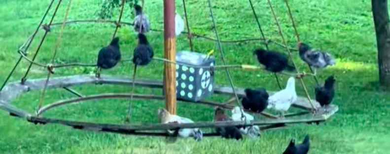 Csak az állatokat filmezi a nő a farmján: amikor jobban megnézi, nem hisz a szemének - Videó