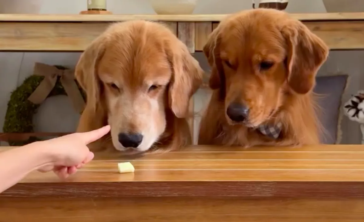 Egyedül hagyják a sajttal a golden retrievereket: ami ezután történik, sokakat elvarázsol - Videó