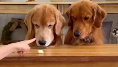 Egyedül hagyják a sajttal a golden retrievereket: ami ezután történik, sokakat elvarázsol - Videó