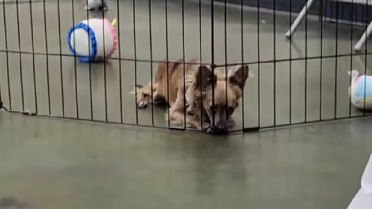 Egyedül fekszik a csivava a ketrecben az örökbefogadó-nap után: az ok összetöri a szíveket - Videó