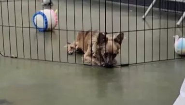 Egyedül fekszik a csivava a ketrecben az örökbefogadó-nap után: az ok összetöri a szíveket - Videó