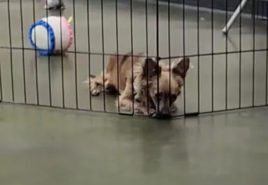 Egyedül fekszik a csivava a ketrecben az örökbefogadó-nap után: az ok összetöri a szíveket - Videó