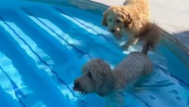 Bizonytalan a medencében a kiskutya: a nagyobb reakciója megdobogtatja a szíveket - Videó