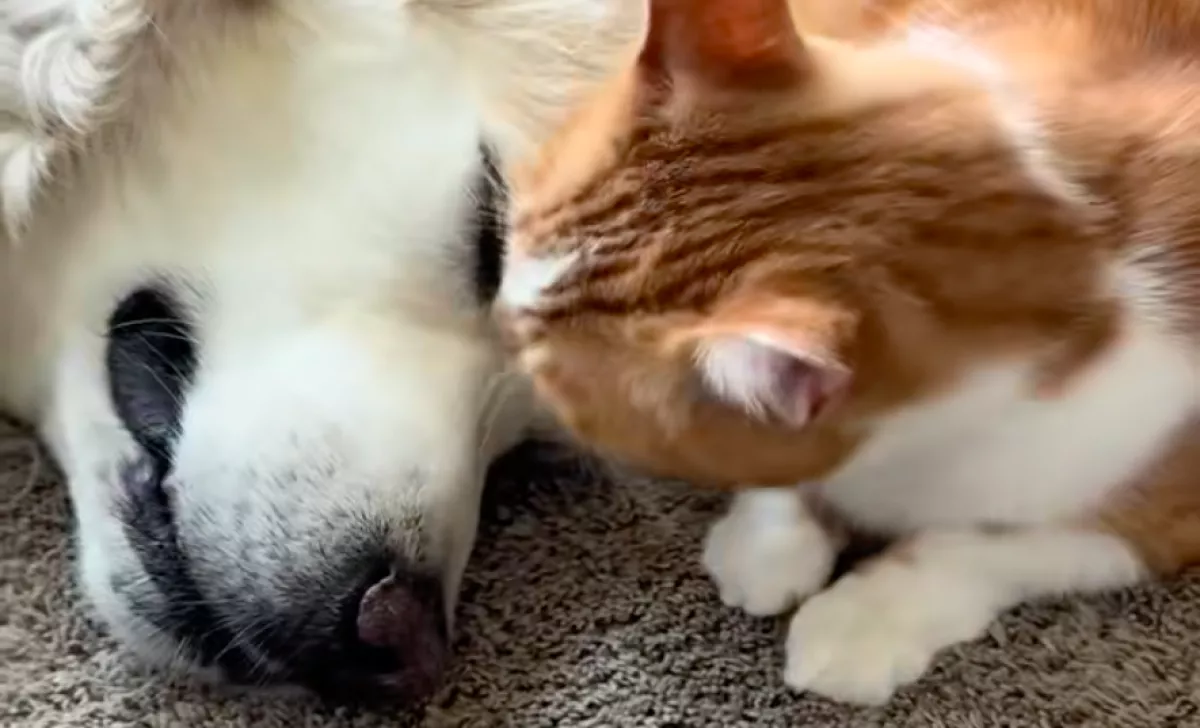 A macska elvesztését gyászolja a golden retriever: amit a családja tesz, szíveket olvaszt meg - Videó