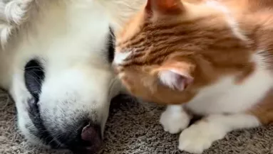 A macska elvesztését gyászolja a golden retriever: amit a családja tesz, szíveket olvaszt meg - Videó