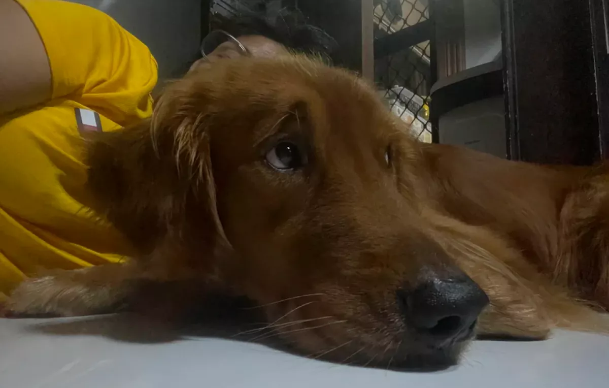 Először utazik a golden retriever nélkül nyaralni a pár: a kutya reakciója szívszorító - Videó