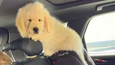 Sorra éri a balszerencse az apró golden retrievert - Ez a videó taroja le a netet