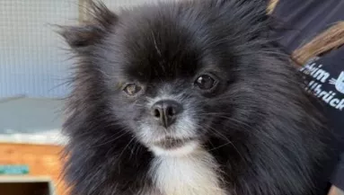 Nyaralni akartak a gazdik: bicskanyitogató dolgot tettek a törpespiccel - Fotók