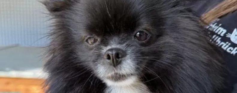 Nyaralni akartak a gazdik: bicskanyitogató dolgot tettek a törpespiccel - Fotók