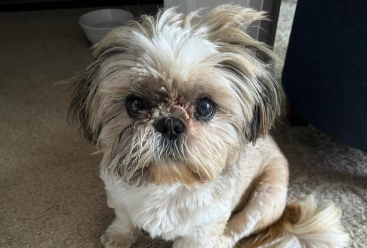 Egy pillanatra hagyta magára a kutyáját a nő: a szomszédok üzenetére ért vissza, összeszorult a szívét - Videó