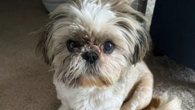 Egy pillanatra hagyta magára a kutyáját a nő: a szomszédok üzenetére ért vissza, összeszorult a szívét - Videó