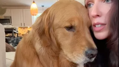 Megolvasztja a szíveket ez a tekintet: mély gyászban Juli golden retrievere - Videó