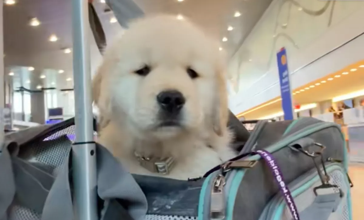 Hosszú repülőútra viszik a kis golden retrievert: a reakciója megdobogtatja a szíveket - Videó